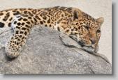 leopard * 720 x 480 * (141KB)