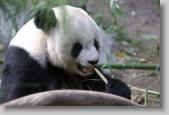 panda * 720 x 480 * (79KB)