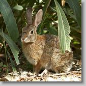 rabbit * 480 x 480 * (117KB)