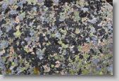 lichen * 720 x 479 * (233KB)